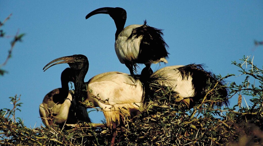 Bela-Bela mostrando vida de las aves