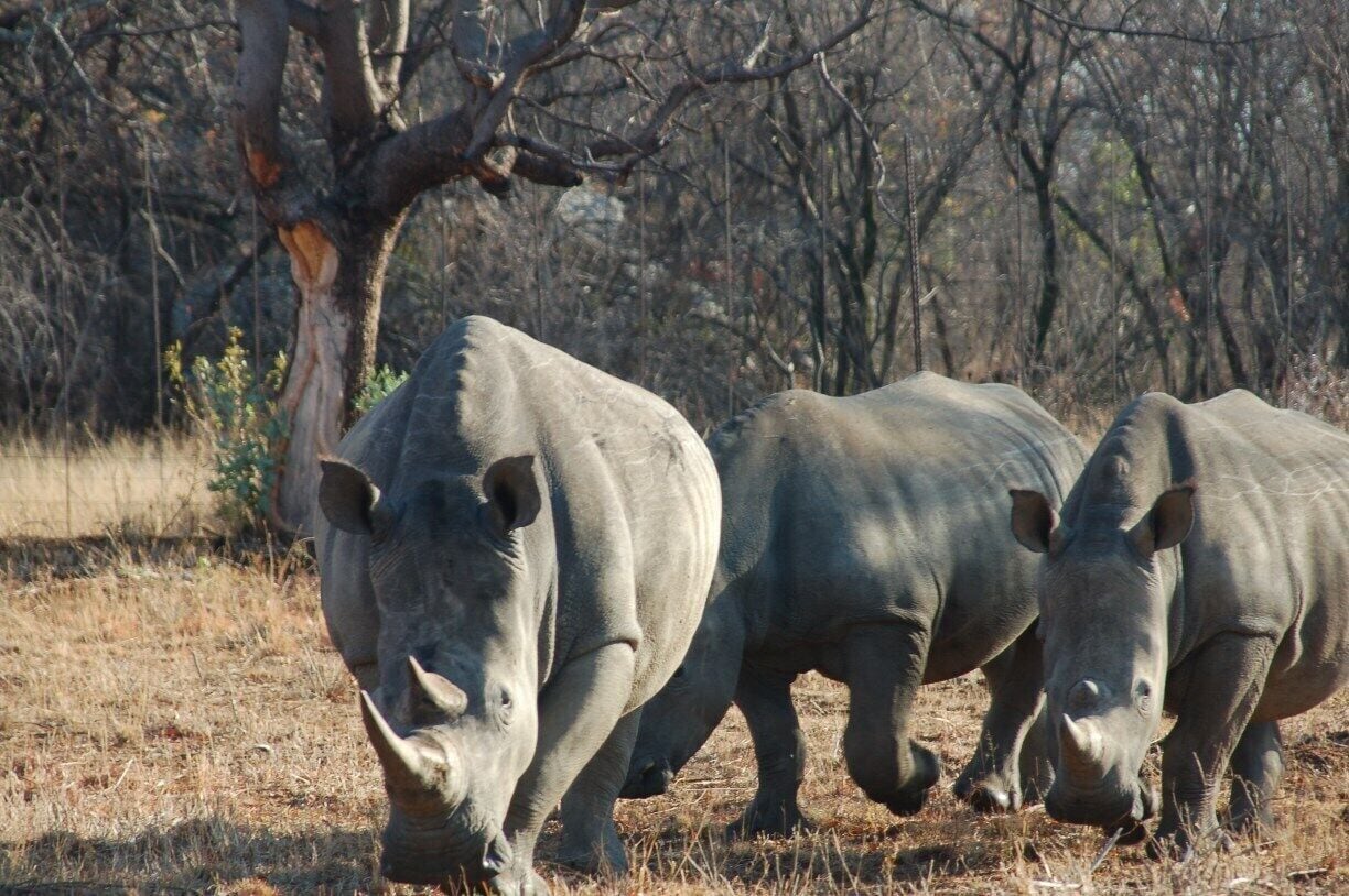 Early morning Game watching Safari  and we were attacked by Rhinos. The driver of the Canter was sharp and reversed till we were a distance away. Great fun. 2013 October - at 0630