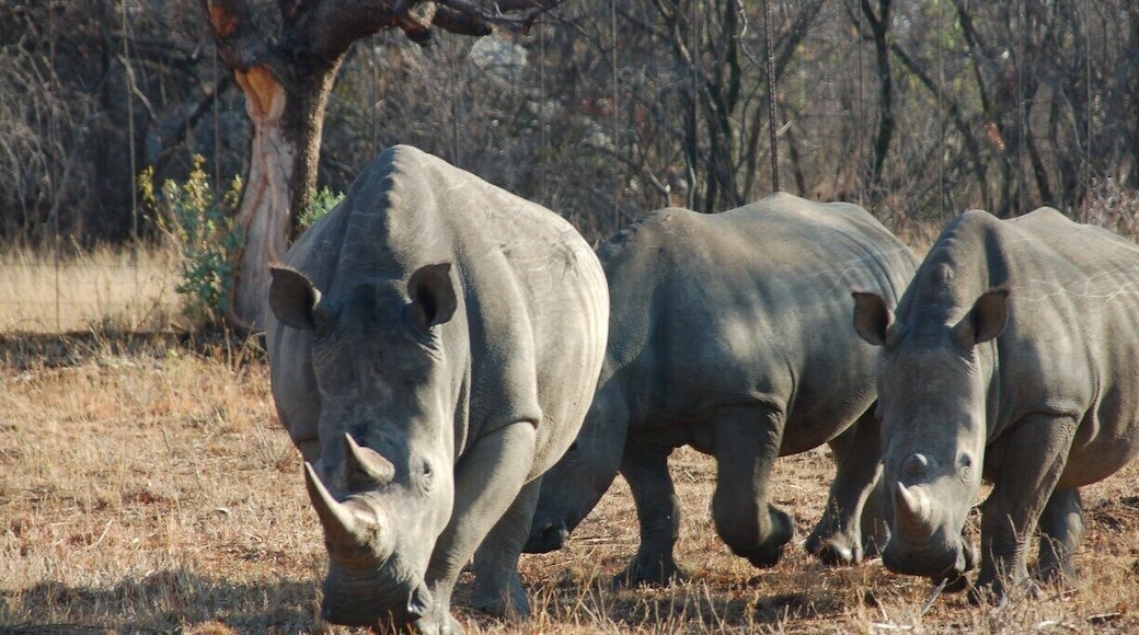 Early morning Game watching Safari and we were attacked by Rhinos. The driver of the Canter was sharp and reversed till we were a distance away. Great fun. 2013 October - at 0630