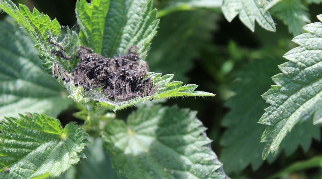 baby tortoiseshell butterfly's as caterpillars.
