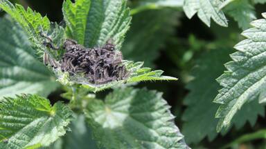 baby tortoiseshell butterfly's as caterpillars.