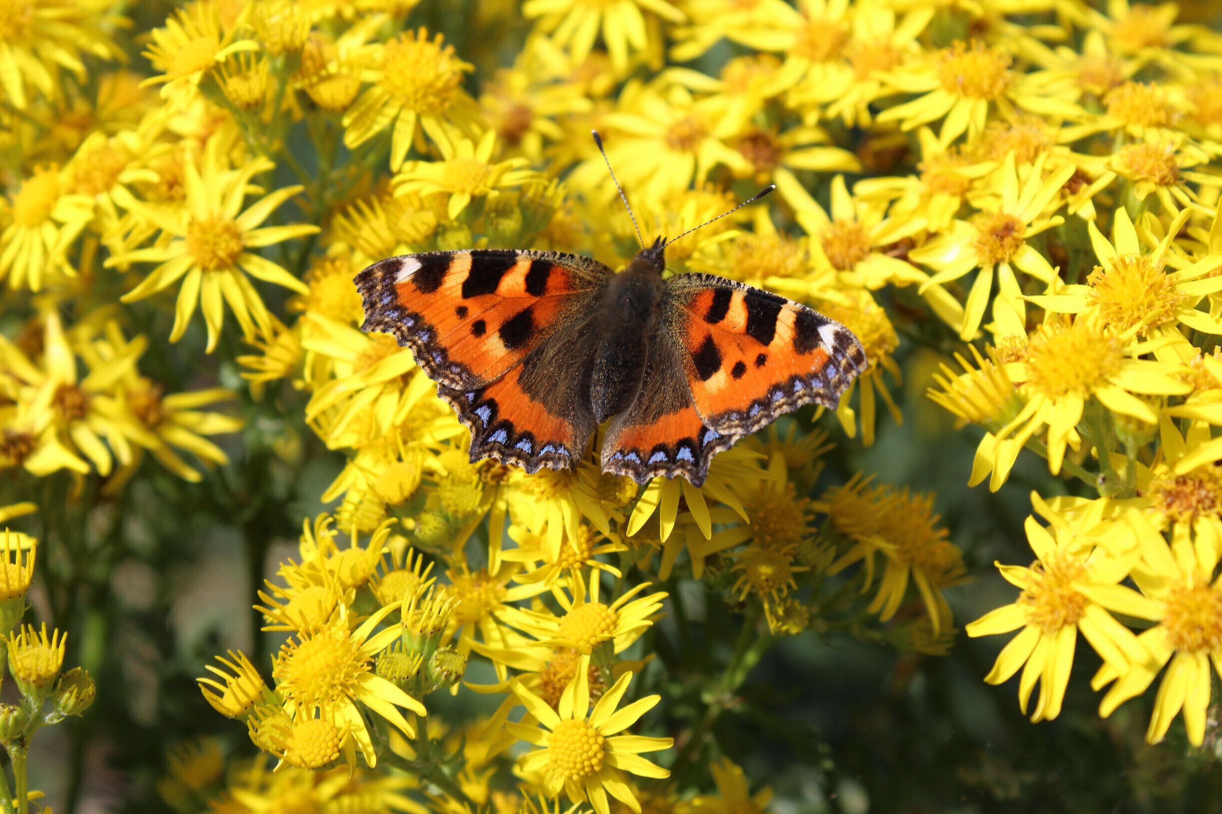 small tortoiseshell butterfly's are common in the uk.  