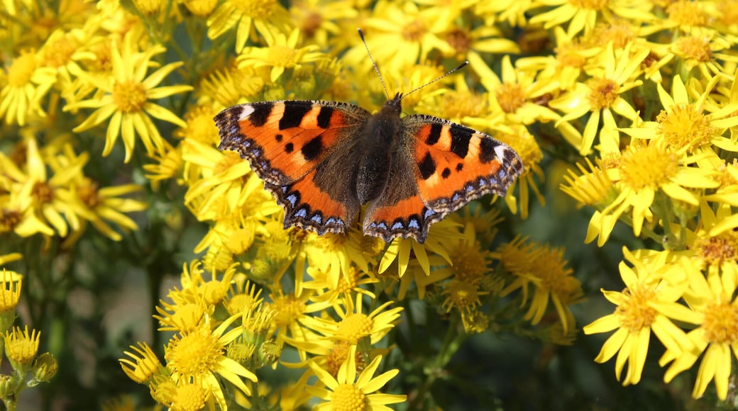 small tortoiseshell butterfly's are common in the uk.