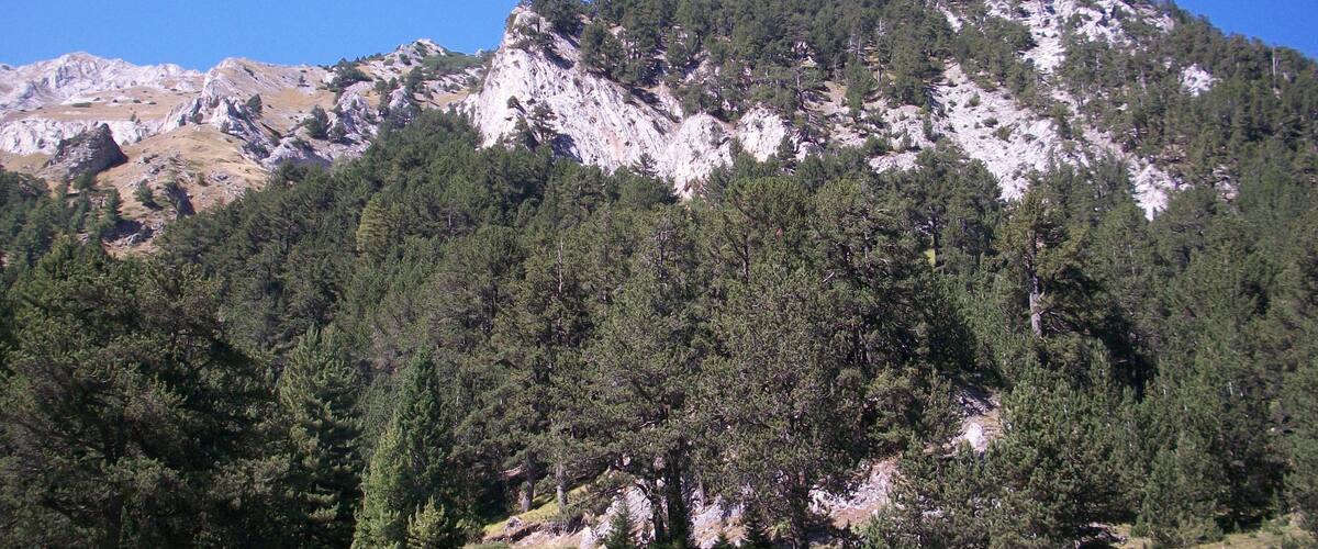A mountainous landscape with dense forests and rocky outcrops.