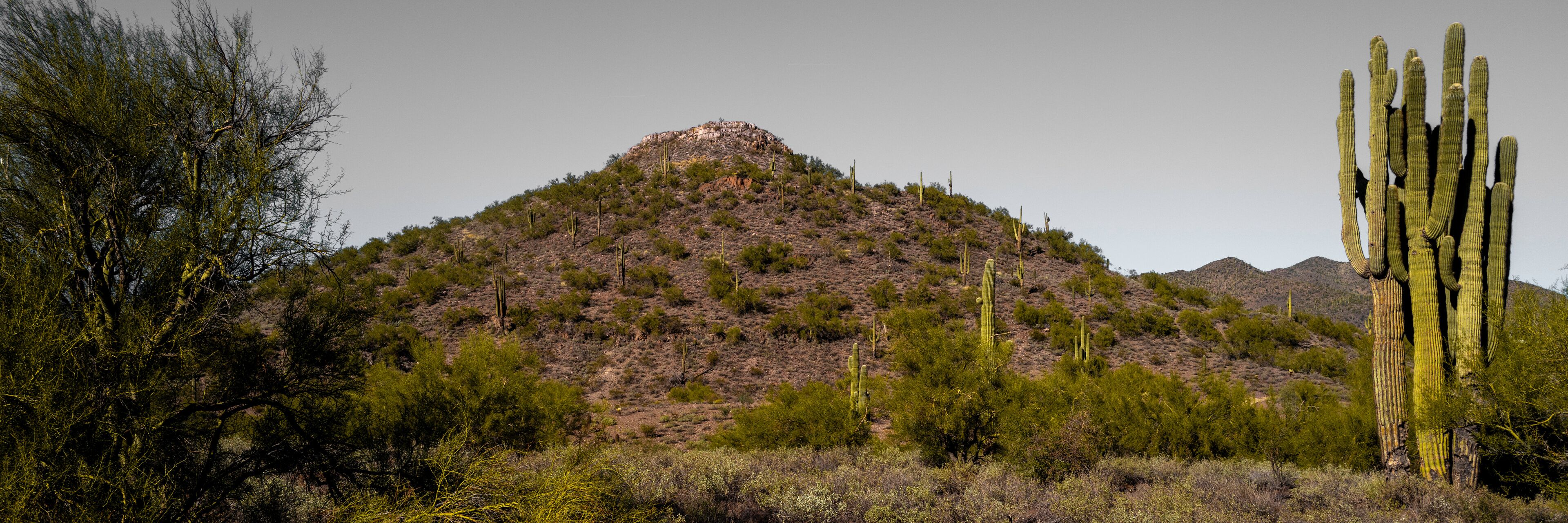 Saguaro cactus, arid desert landscape, in the Indian Mountain near Anthem, north of Phoenix, Arizona  