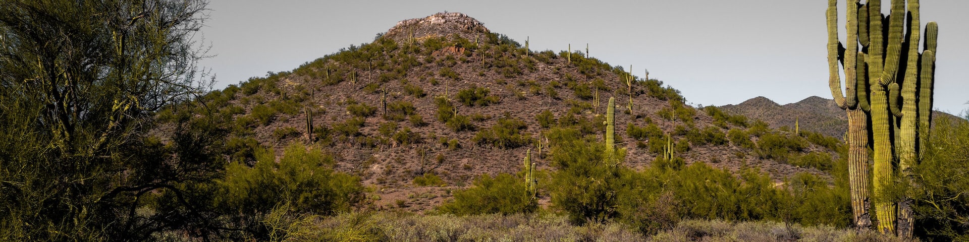 Saguaro cactus, arid desert landscape, in the Indian Mountain near Anthem, north of Phoenix, Arizona
