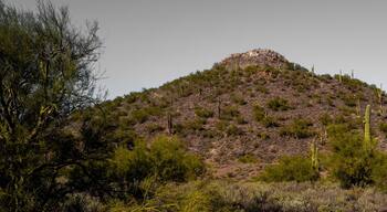 Saguaro cactus, arid desert landscape, in the Indian Mountain near Anthem, north of Phoenix, Arizona
