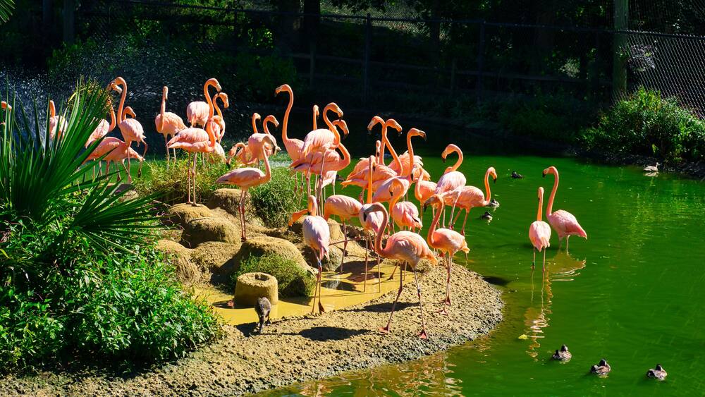 A flock of pink flamingos in a bird sanctuary pond in Scotland Neck in North Carolina.