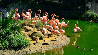 A flock of pink flamingos in a bird sanctuary pond in Scotland Neck in North Carolina.