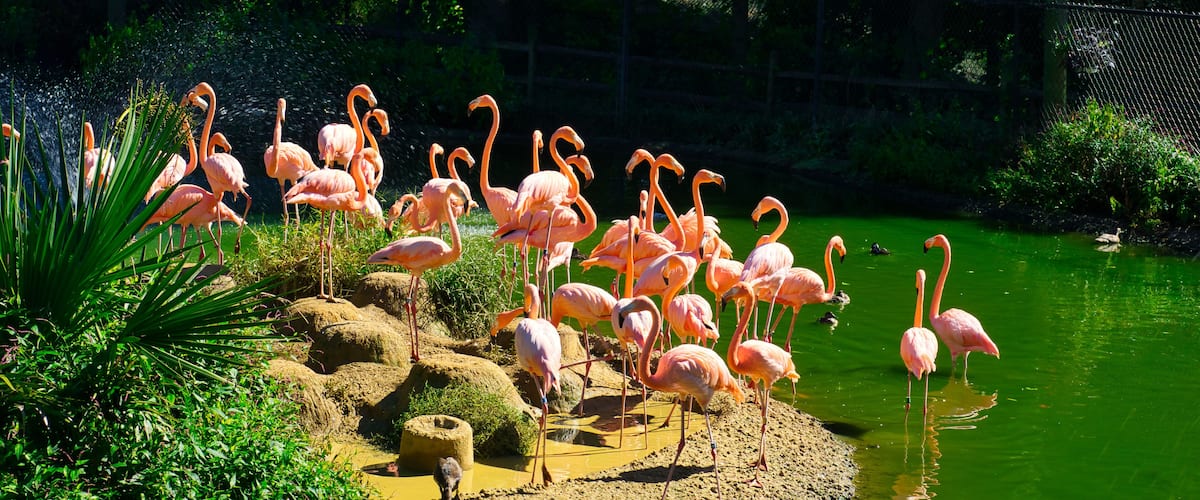 A flock of pink flamingos in a bird sanctuary pond in Scotland Neck in North Carolina.