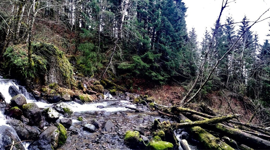 After a 1,350-foot ascent and a 4.4-mile hike (or 6.6 mile six mile if you get lost...gotta work on that), you arrive at the payoff: a set of bifurcating falls that makes up just part of a series of cataracts that scatter down Table Mountain. They are a sight to behold. And, while nowhere as voluminous or as tall as some of its cousins in the local area -- say Multnomah or Horseshoe Falls across the Columbia River -- it more than makes up for it with its myriad of tendrils plummeting their way down the mountain no more than ten feet in front of you. If you're in the area, and you don't mind a little exercise, a visit to these falls will be well worth your while.