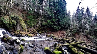 After a 1,350-foot ascent and a 4.4-mile hike (or 6.6 mile six mile if you get lost...gotta work on that), you arrive at the payoff: a set of bifurcating falls that makes up just part of a series of cataracts that scatter down Table Mountain. They are a sight to behold. And, while nowhere as voluminous or as tall as some of its cousins in the local area -- say Multnomah or Horseshoe Falls across the Columbia River -- it more than makes up for it with its myriad of tendrils plummeting their way down the mountain no more than ten feet in front of you. If you're in the area, and you don't mind a little exercise, a visit to these falls will be well worth your while.
