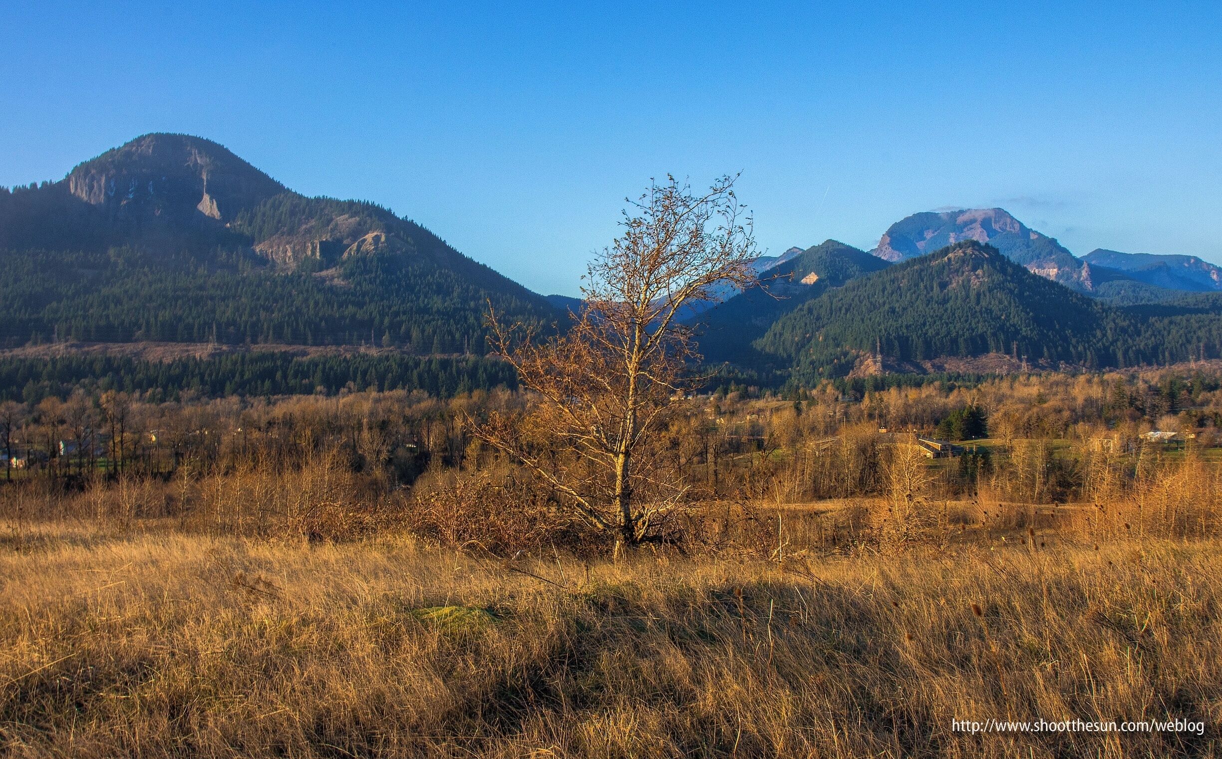 That's Hamilton Mountain on the left and the Table Mountain complex on the right.

And, yes, this tree was a protagonist in one of my earlier posts.  But it did such a good job, I thought I'd trot it out again.