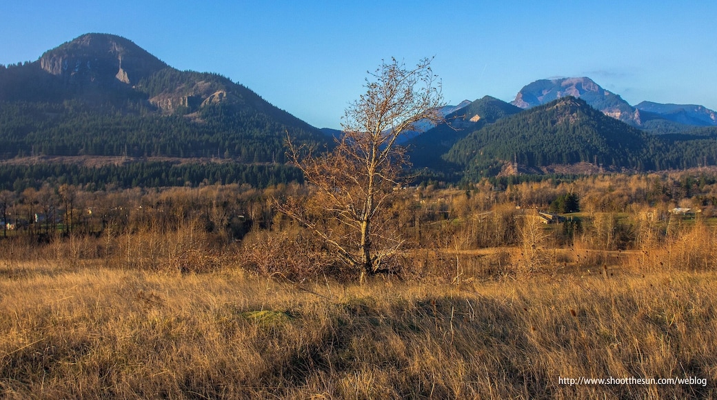 That's Hamilton Mountain on the left and the Table Mountain complex on the right.
And, yes, this tree was a protagonist in one of my earlier posts. But it did such a good job, I thought I'd trot it out again.