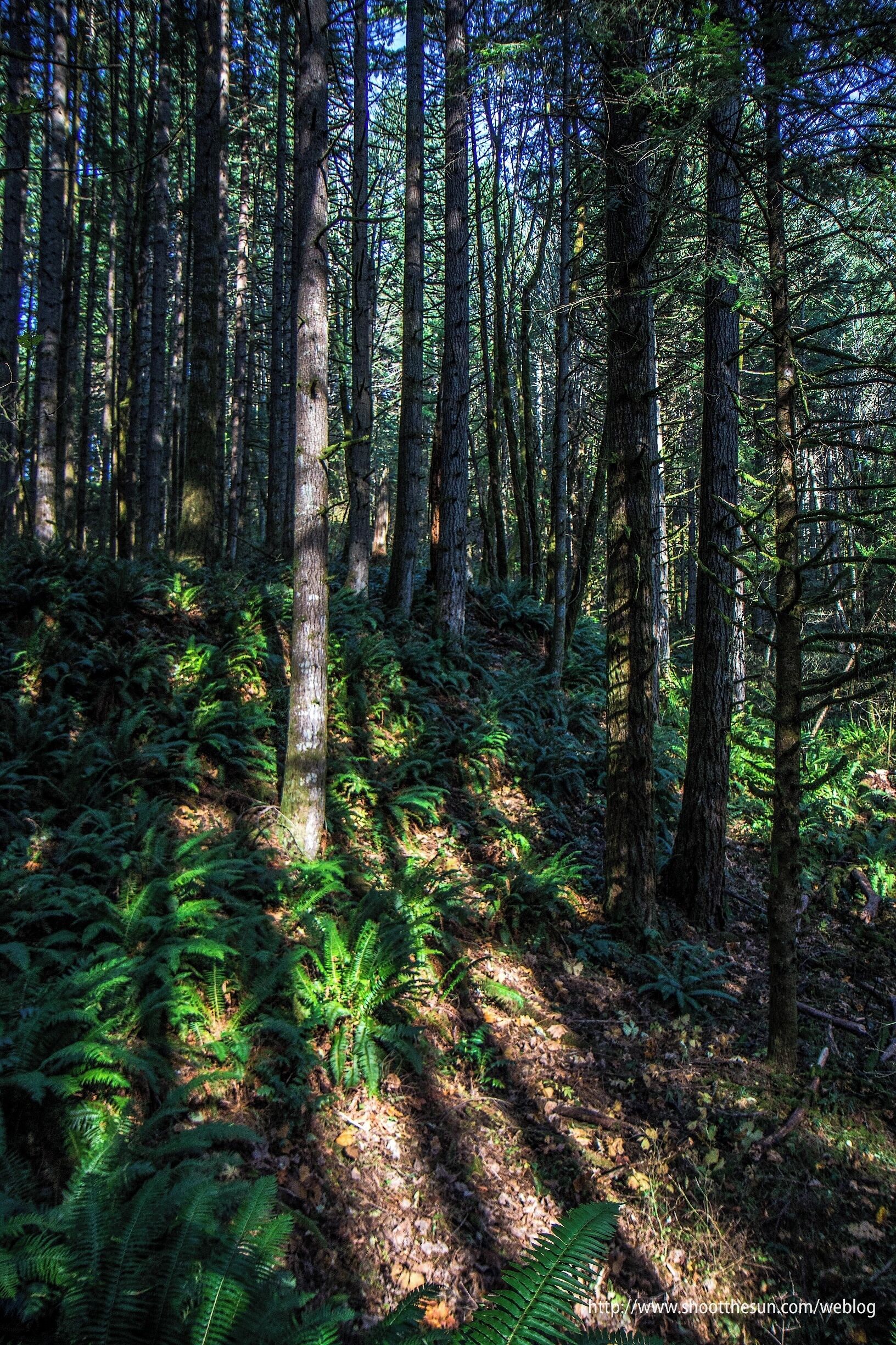 A dense forest with tall trees and ferns.