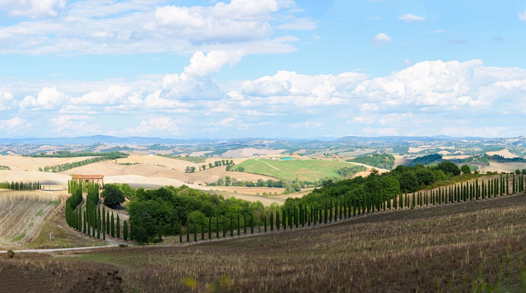 Typical Tuscany landscape in summer, with cultivated fields and wine yards, poplar trees and old farm buildings in a hill and valley landscape, near Montepulciano and Montalcino, Val d'Orcia, Italy