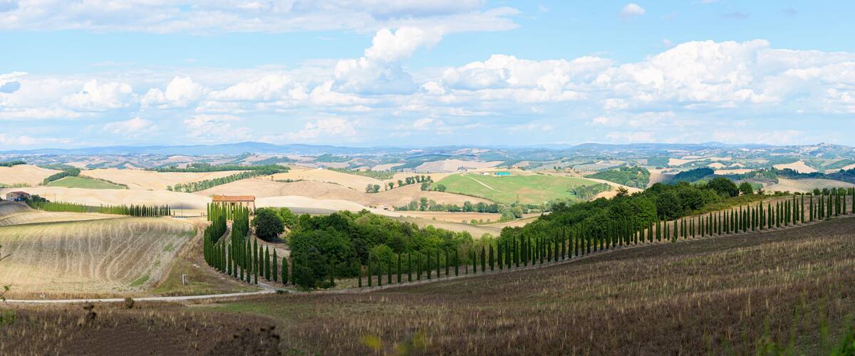 Typical Tuscany landscape in summer, with cultivated fields and wine yards, poplar trees and old farm buildings in a hill and valley landscape, near Montepulciano and Montalcino, Val d'Orcia, Italy