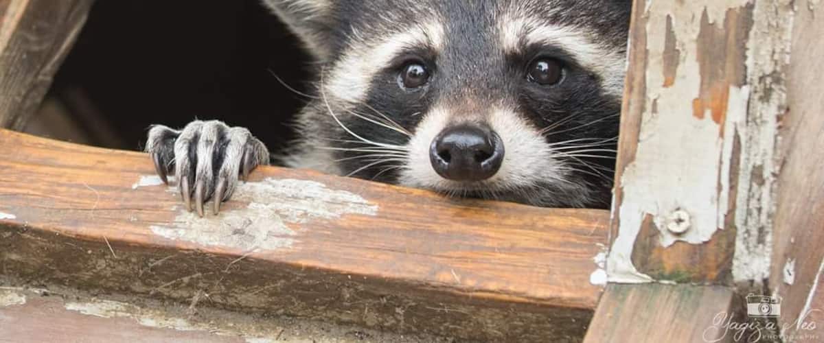 Have you heard about the raccoons at this park? They are totally adorable and shy too! Here is one, peeking out at me with his curious eyes, similar to what I felt at that instant. #manrikipark #yamanashi #japan #animal #raccoon