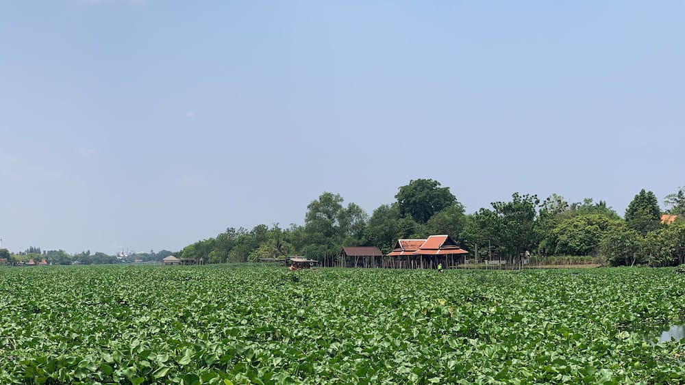 A river view of Thajin river (and the invasion of Water Hyacinth plants) from Aoywaan Riverside Thai Cuisine restaurant in Sam Phran, Thailand.