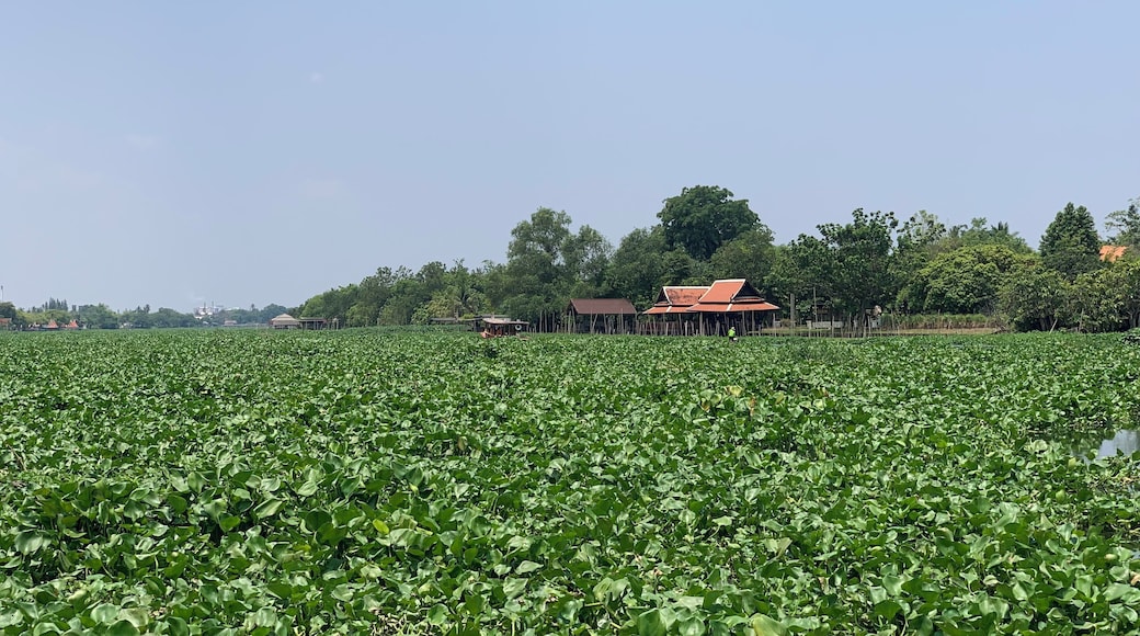 A river view of Thajin river (and the invasion of Water Hyacinth plants) from Aoywaan Riverside Thai Cuisine restaurant in Sam Phran, Thailand.