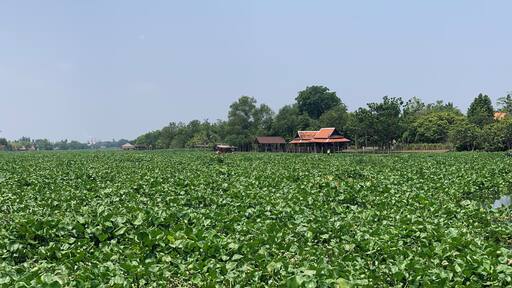 A river view of Thajin river (and the invasion of Water Hyacinth plants) from Aoywaan Riverside Thai Cuisine restaurant in Sam Phran, Thailand.