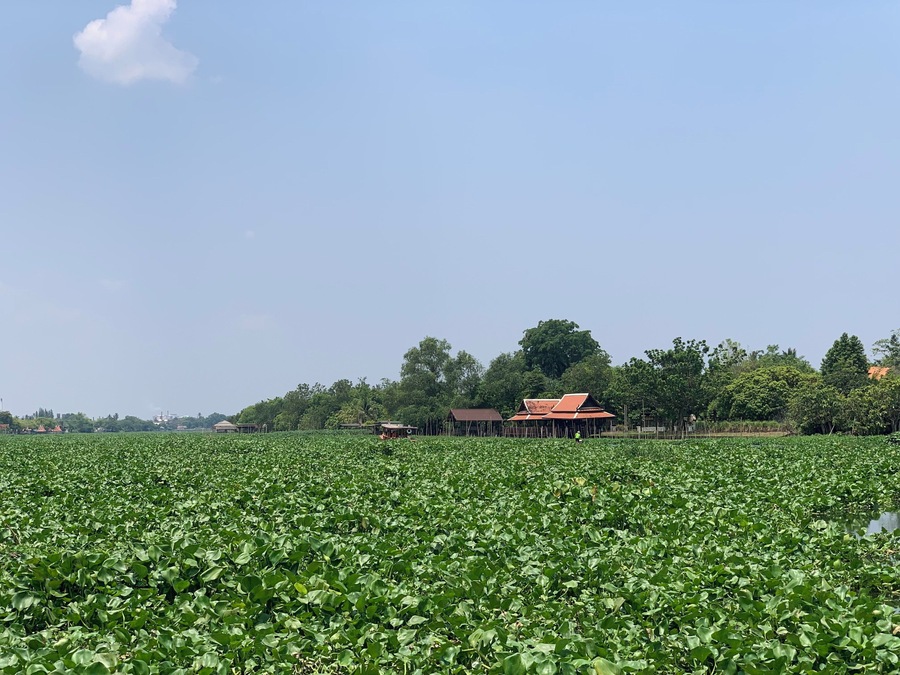 A river view of Thajin river (and the invasion of Water Hyacinth plants) from Aoywaan Riverside Thai Cuisine restaurant in Sam Phran, Thailand.