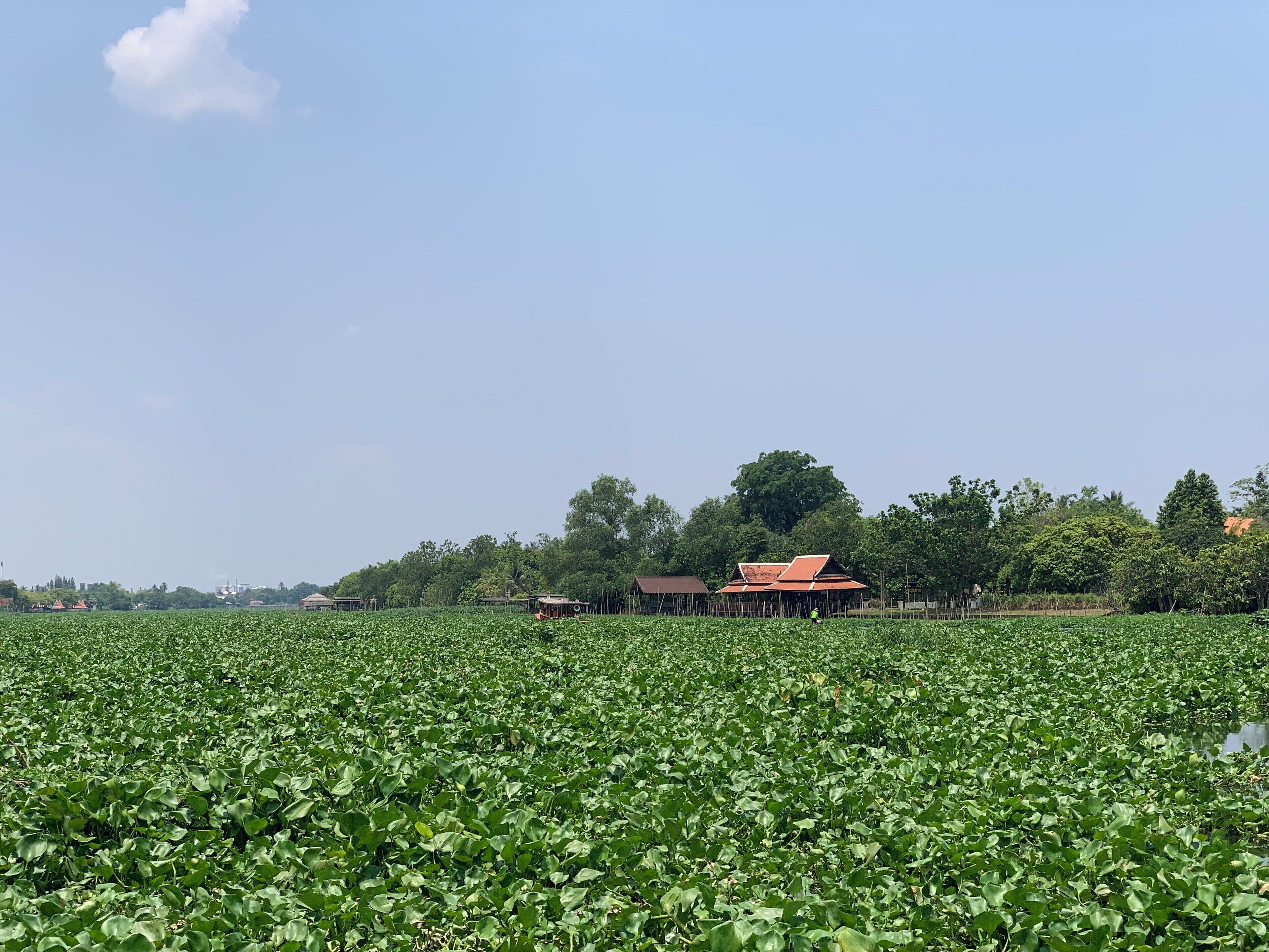 A field of water hyacinths, a few houses, and trees in the background.