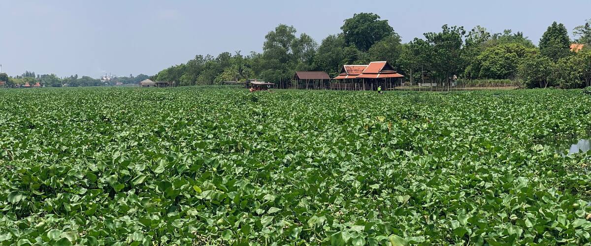 A field of water hyacinths, a few houses, and trees in the background.