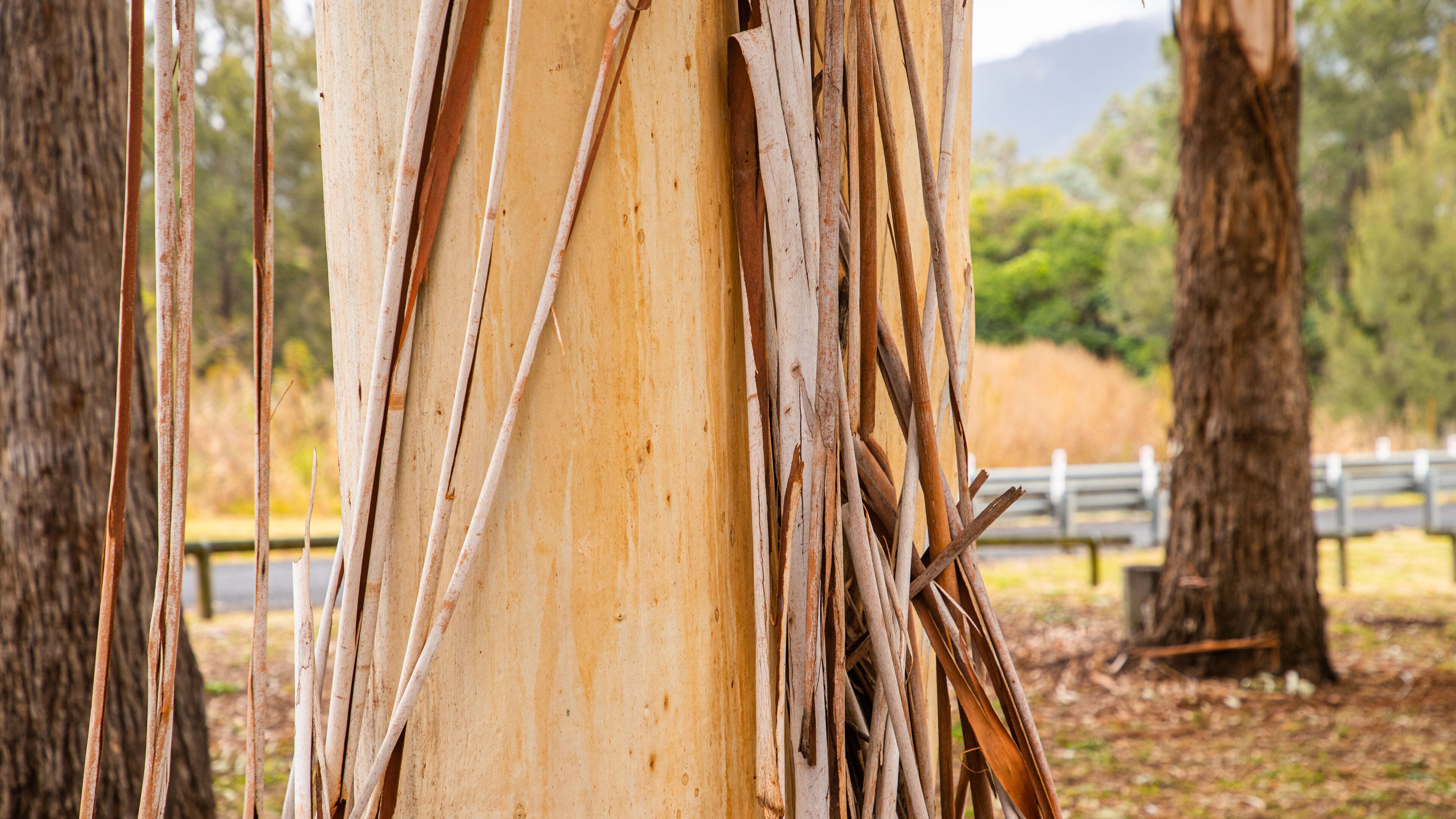 Maryvale which includes tranquil scenes