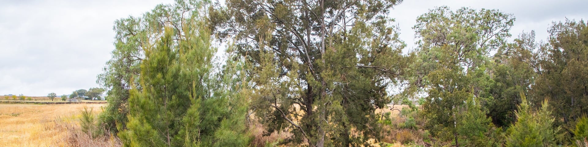 Maryvale which includes tranquil scenes