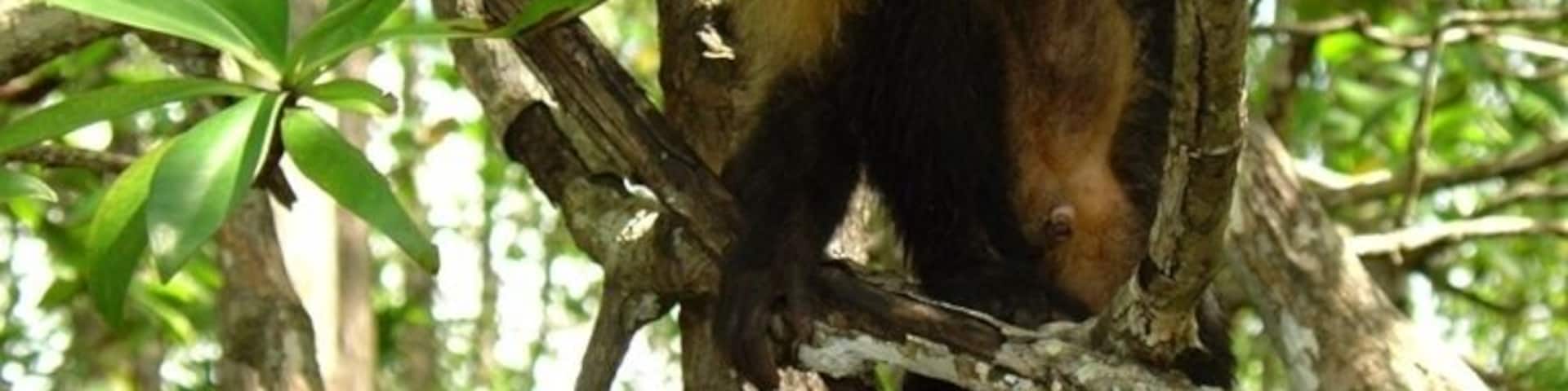 Took the tour from hotel in Quepos. Wildlife everywhere!