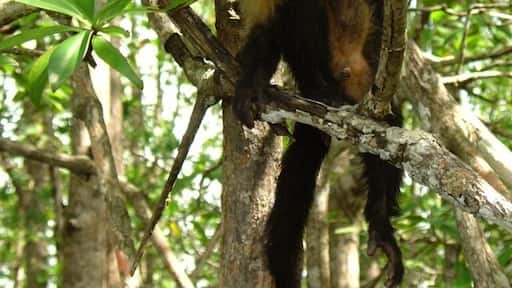 Took the tour from hotel in Quepos. Wildlife everywhere!