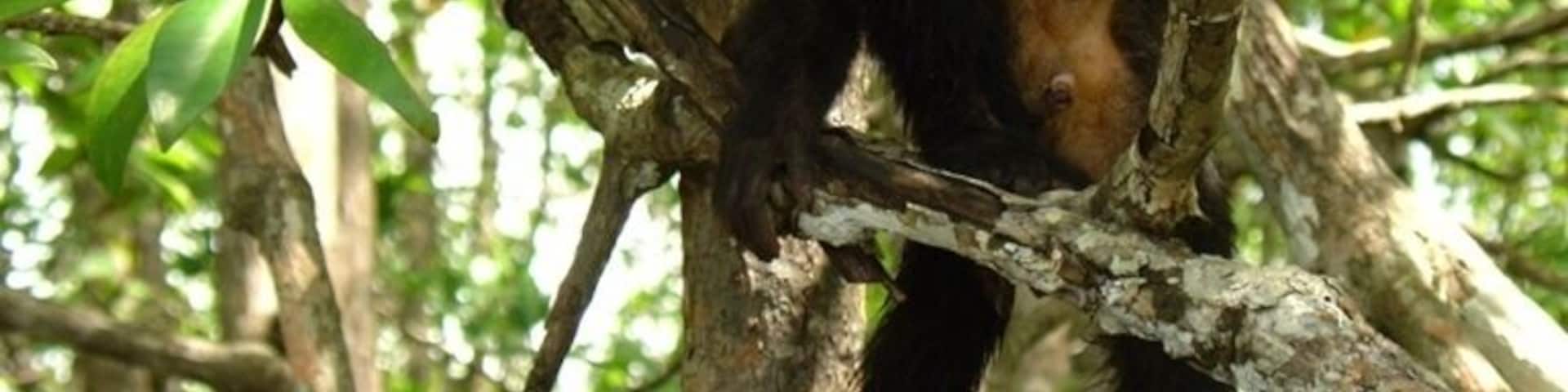 Took the tour from hotel in Quepos. Wildlife everywhere!