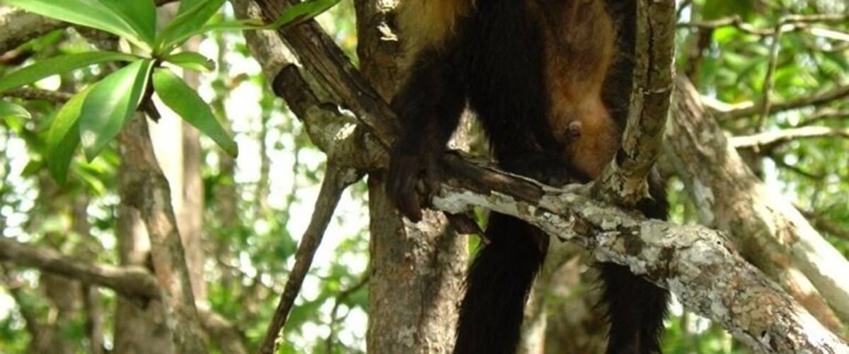 A monkey in a tree.
