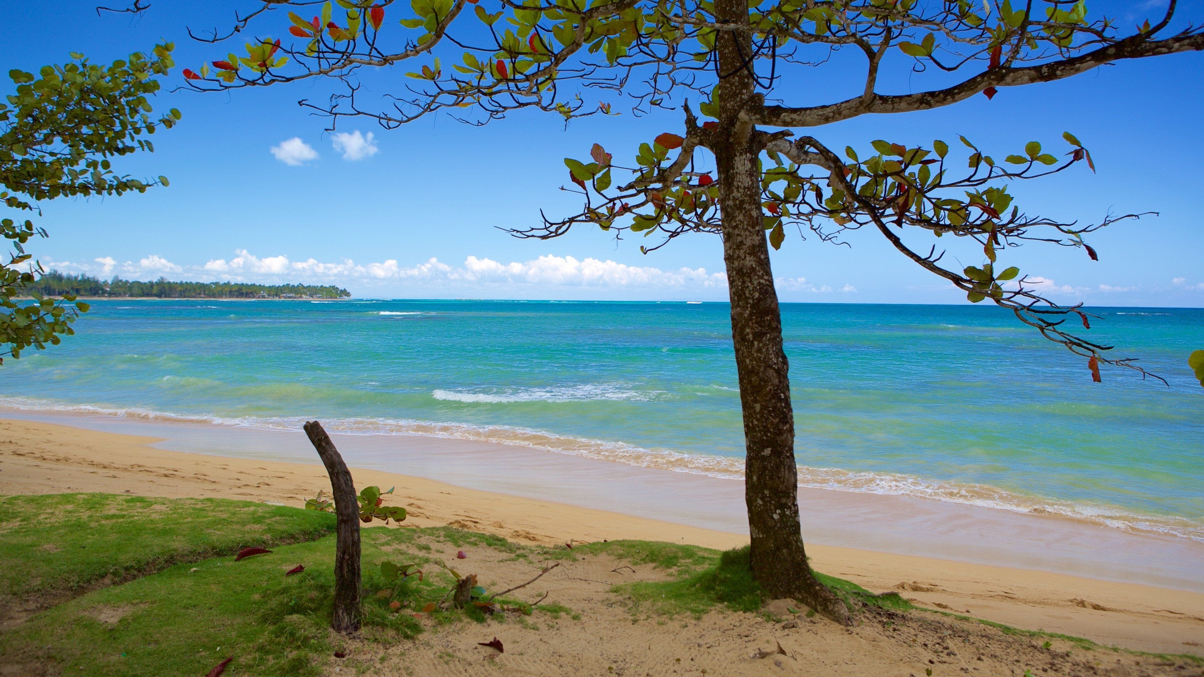 A beach with clear turquoise water, a sandy shore, and a tree with green leaves.