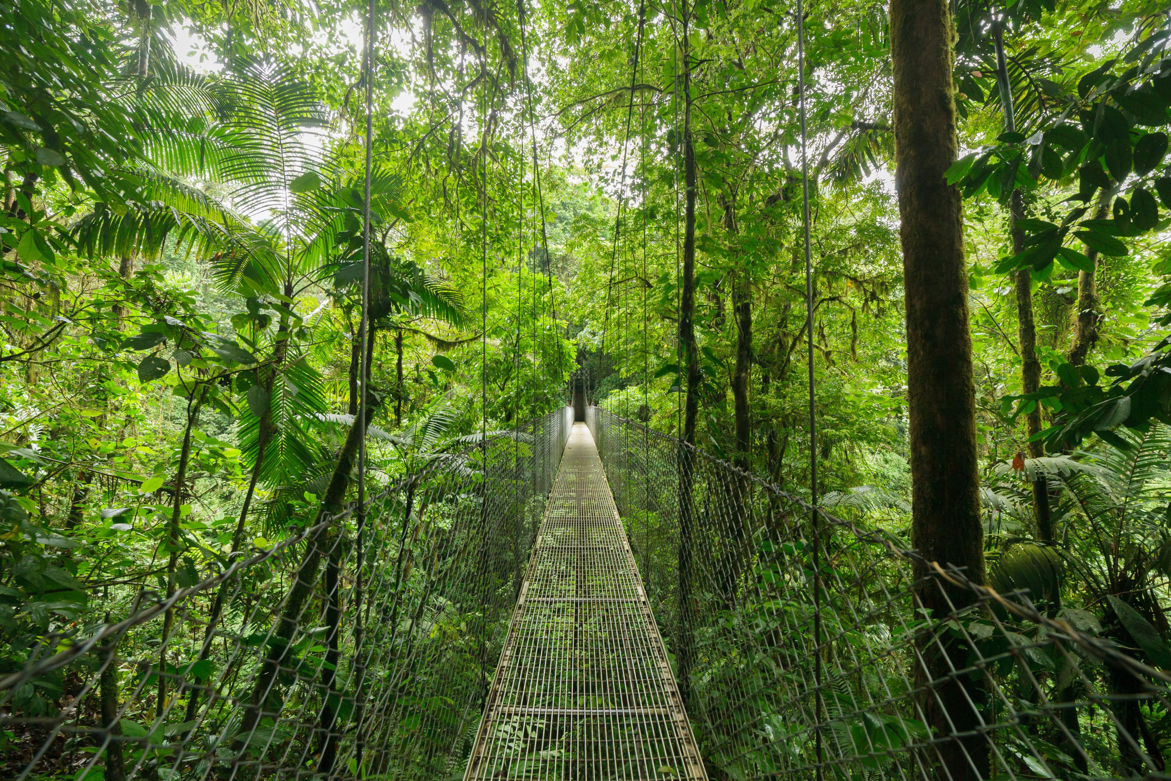Hanging suspension bridge in Monteverde cloud forest reserve Costa Rica