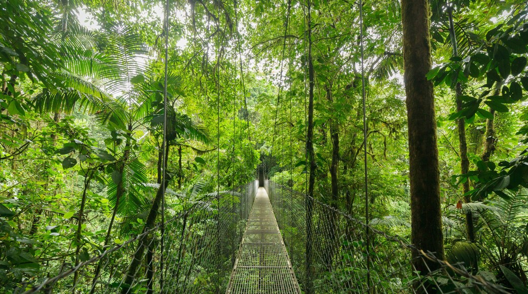 Hanging suspension bridge in Monteverde cloud forest reserve Costa Rica