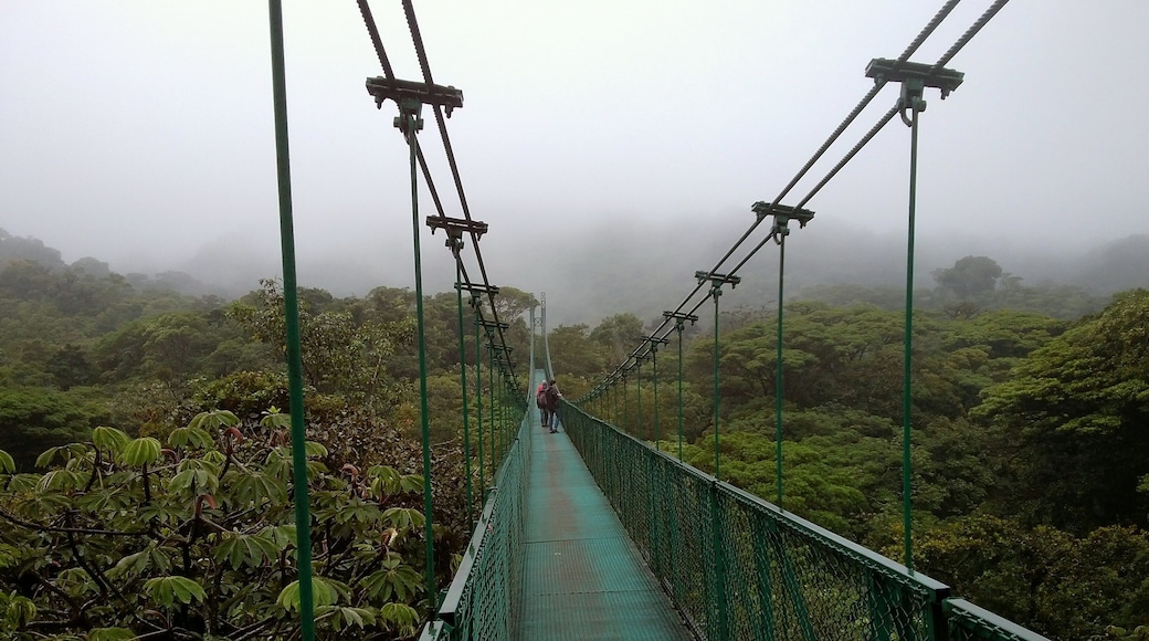 Suspended bridge in Monteverde, Costa Rica