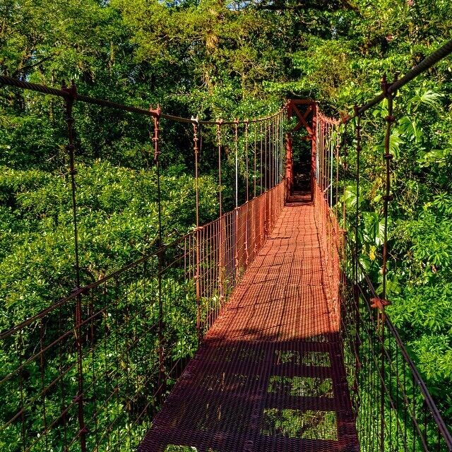 The picturesque red hanging bridge of Monteverde 👌 #costaricaphoto #monteverde #costarica #naturelovers #ig_nature #igtravel #travelingtheworld #explore #red #hangingbrigde #jungle #nature #adventure #thetwohobos #traveladdict #welovecostarica