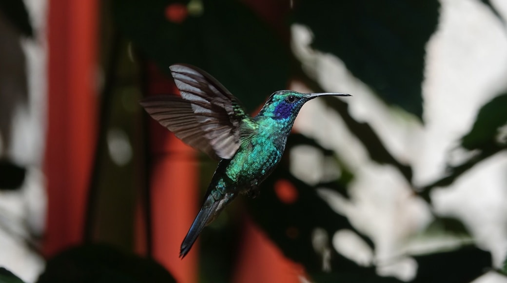 Hummingbird in Costa Rica near the hanging bridges and cloud forest. #wildlife