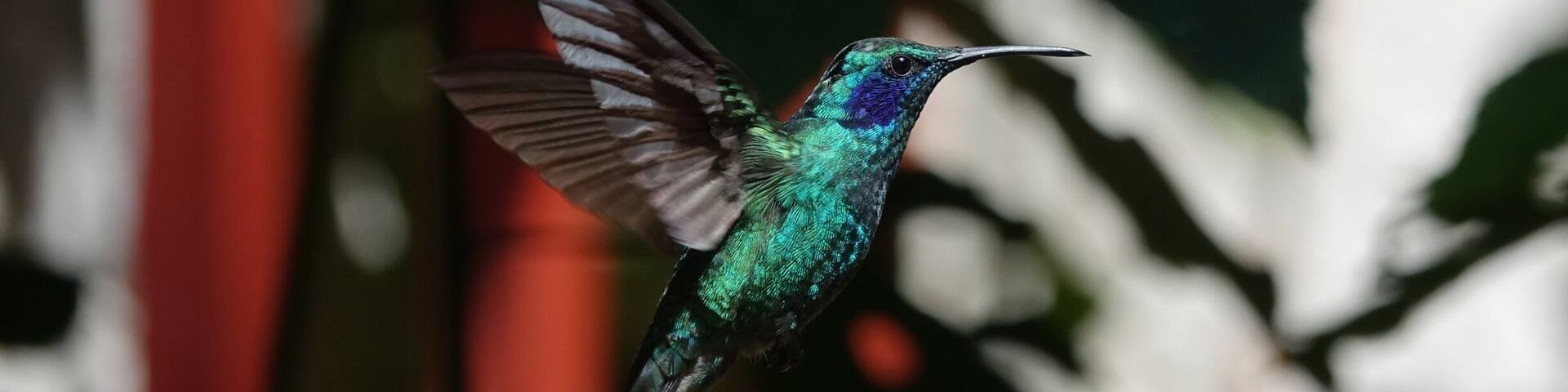 Hummingbird in Costa Rica near the hanging bridges and cloud forest. #wildlife