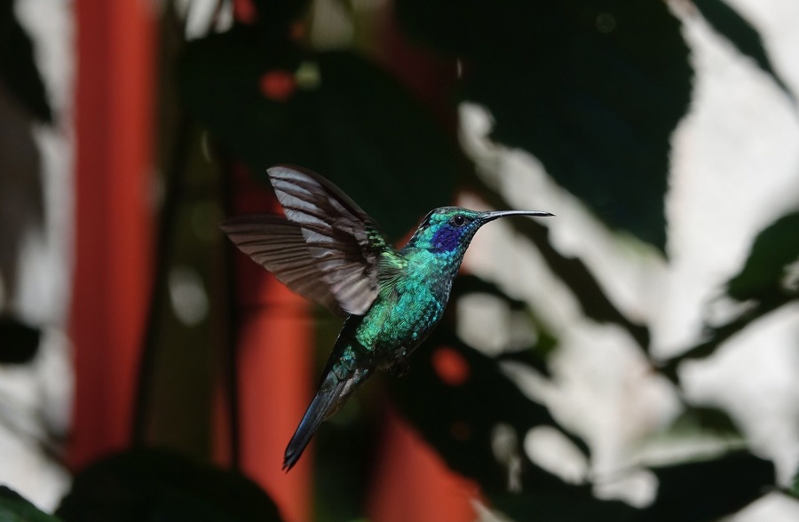 Hummingbird in Costa Rica near the hanging bridges and cloud forest. #wildlife