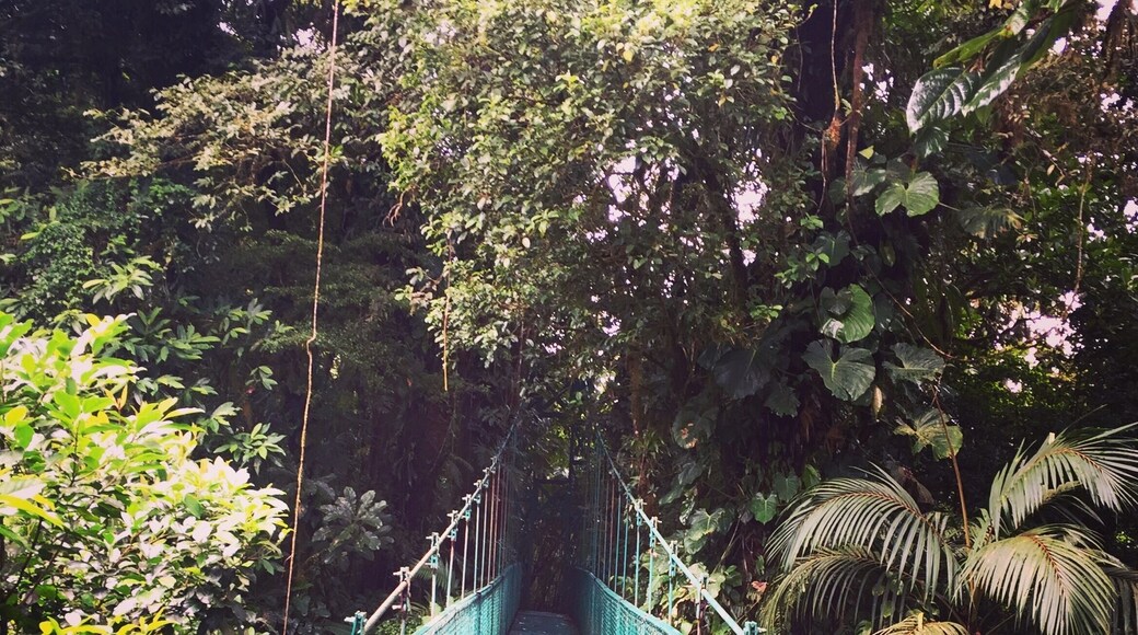 You can see all the green of the nature in Costa Rica (plus there is an awesome canopy trail too! Must try.)
