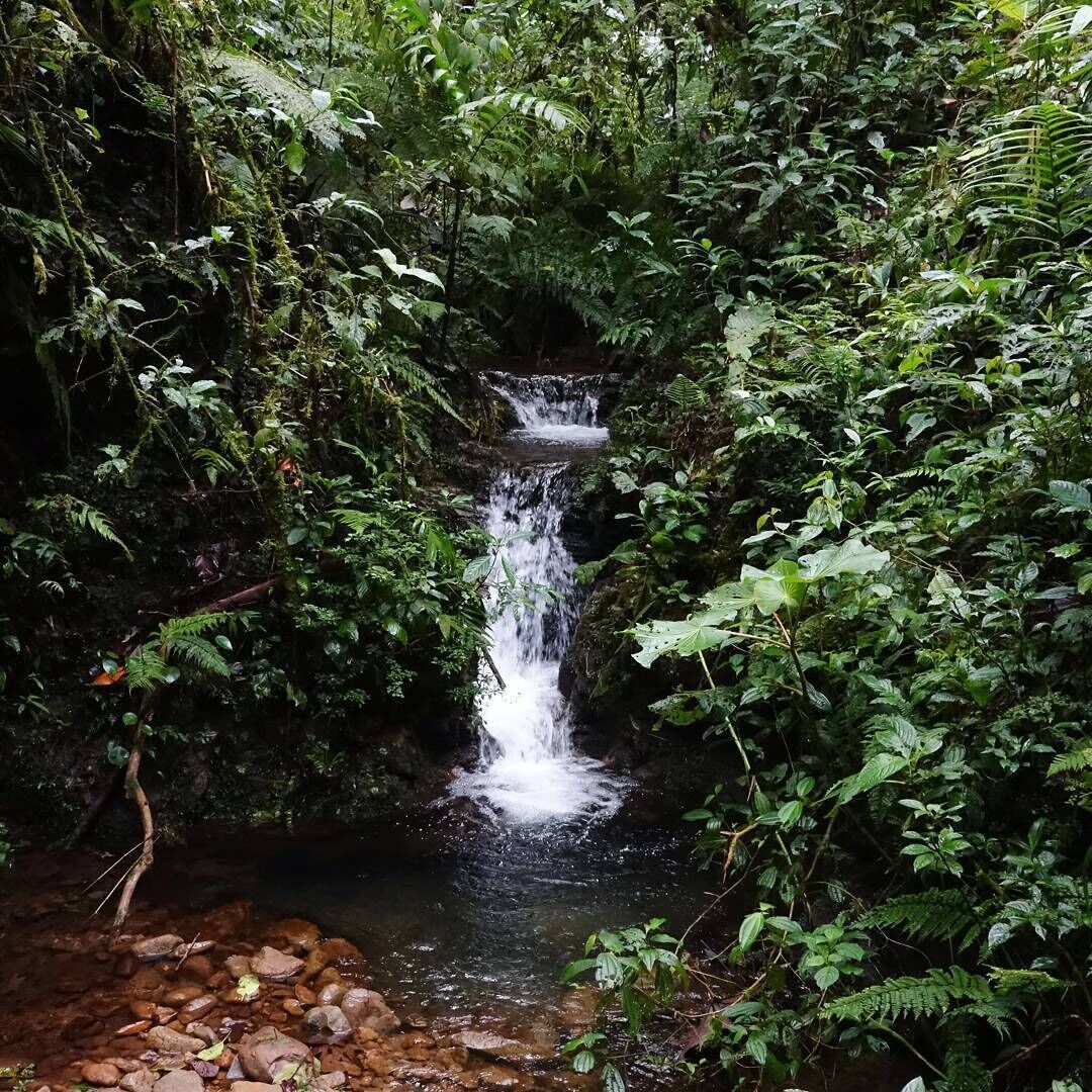 Refreshing walk in the forest
