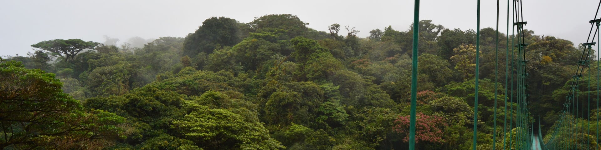 Forêt nuageuse de Monteverde