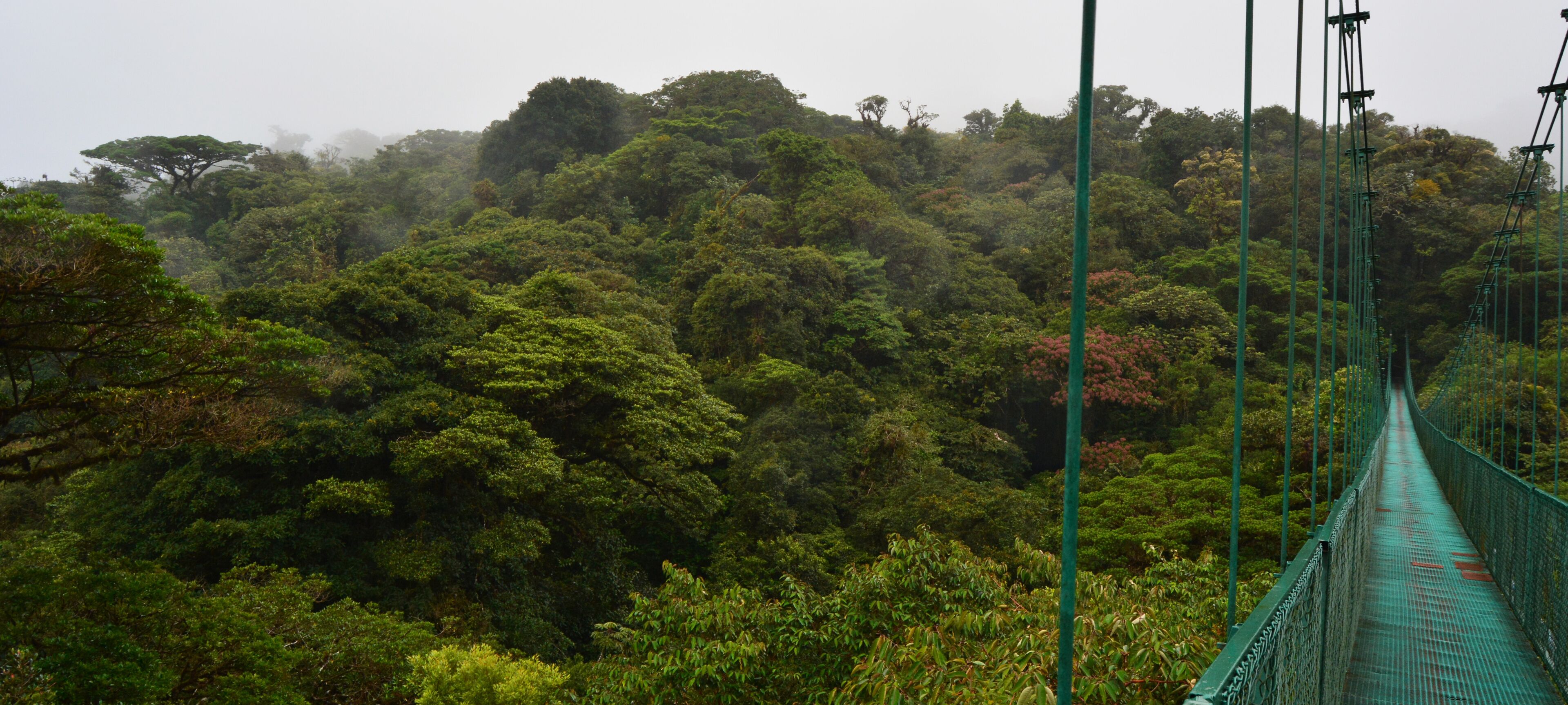 A suspension bridge in a dense forest.