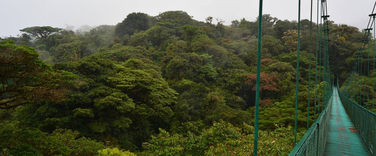 A suspension bridge in a dense forest.