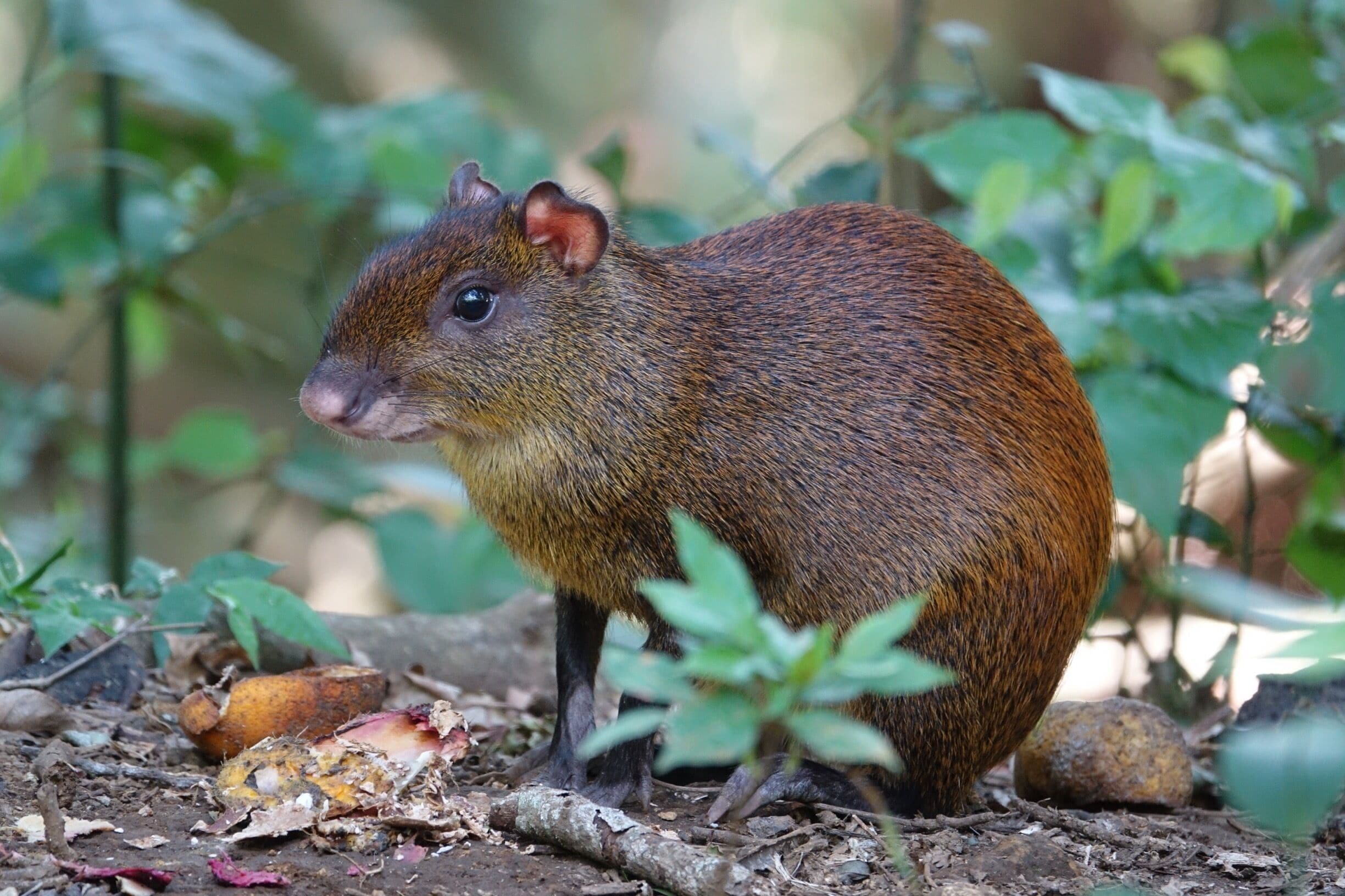 The agouti is native to Central America.  We ran across several of these guinea pig relatives during our stay in Costa Rica.  #wildlife 