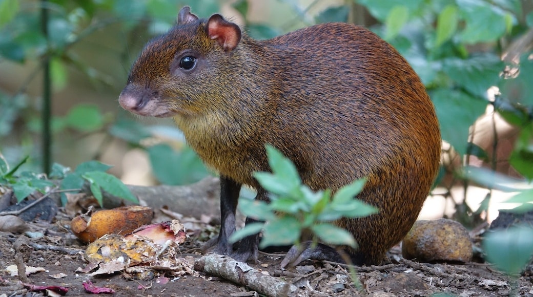 The agouti is native to Central America. We ran across several of these guinea pig relatives during our stay in Costa Rica. #wildlife