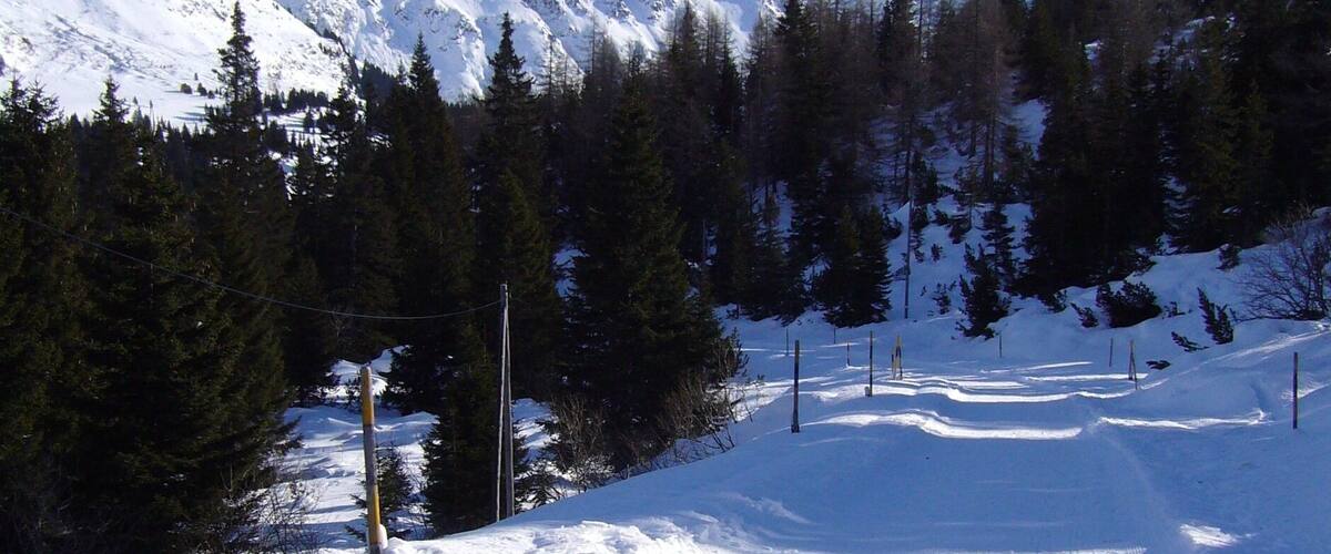 Trilha nevada na montanha, com árvores e céu azul límpido.